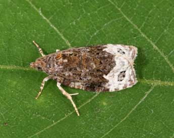 Apotomis capreana Hb. adulte - ©Philippe Mothiron