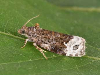 Apotomis capreana Hb. adulte - ©Philippe Mothiron