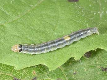  Chenille de Pandemis cerasana Hb. - ©Philippe Mothiron