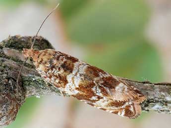 Celypha cespitana Hb. adulte - Friedmar Graf