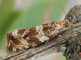 Celypha cespitana Hb. adulte - ©Friedmar Graf