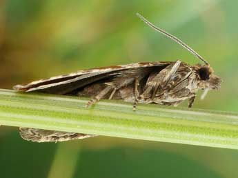 Celypha cespitana Hb. adulte - Friedmar Graf