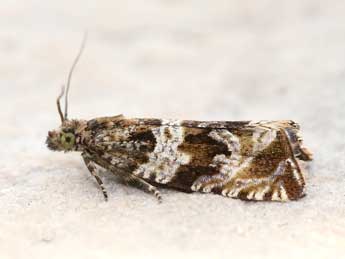 Celypha cespitana Hb. adulte - Nicole Lepertel