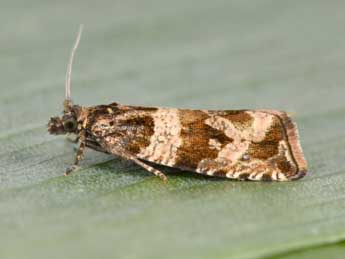 Celypha cespitana Hb. adulte - ©Philippe Mothiron