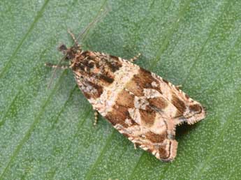 Celypha cespitana Hb. adulte - Philippe Mothiron