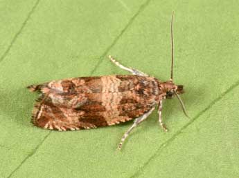 Celypha cespitana Hb. adulte - Philippe Mothiron
