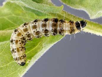  Chenille de Cnephasia chrysantheana Dup. - Friedmar Graf