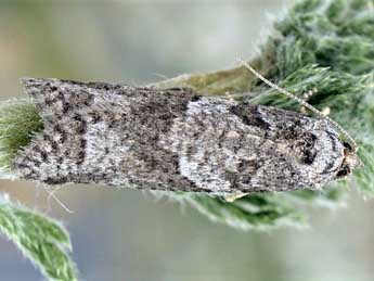 Cnephasia chrysantheana Dup. adulte - Friedmar Graf