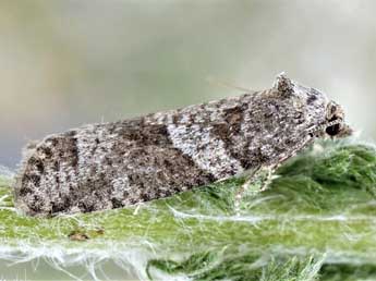 Cnephasia chrysantheana Dup. adulte - Friedmar Graf