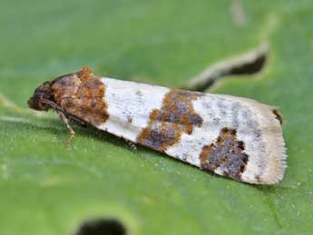 Periclepsis cinctana D. & S. adulte - Lionel Taurand