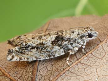 Epinotia cinereana Hw. adulte - Friedmar Graf