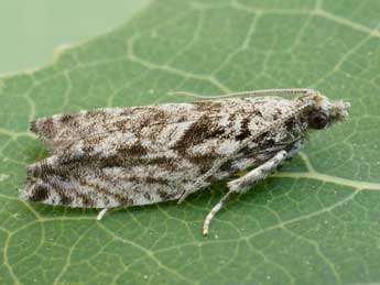 Epinotia cinereana Hw. adulte - Friedmar Graf