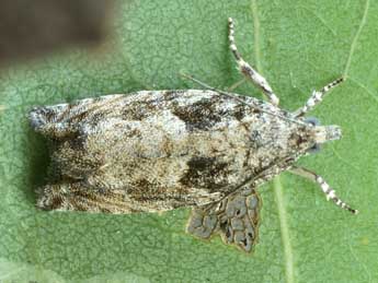 Epinotia cinereana Hw. adulte - Friedmar Graf