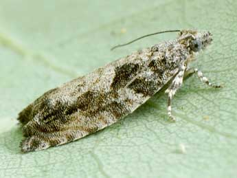 Epinotia cinereana Hw. adulte - ©Friedmar Graf