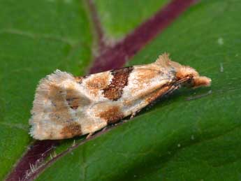 Aethes cnicana Westw. adulte - ©Patrick Clement