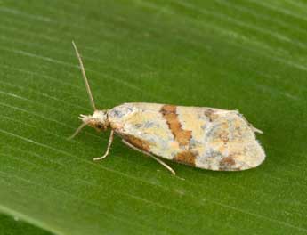 Aethes cnicana Westw. adulte - ©Philippe  Mothiron