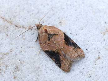 Acleris comariana L. & Z. adulte - ©Nicole Lepertel