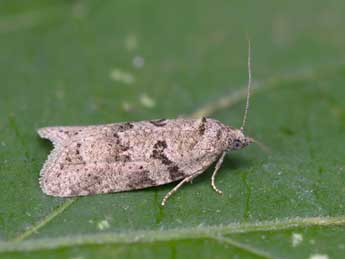 Cnephasia communana H.-S. adulte - ©Lionel Taurand