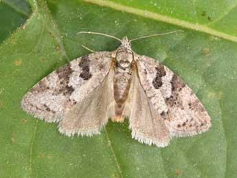 Cnephasia communana H.-S. adulte - Philippe Mothiron