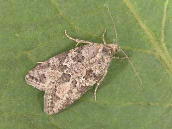 Cnephasia communana H.-S. adulte - Philippe Mothiron