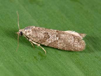 Cnephasia communana H.-S. adulte - Philippe Mothiron