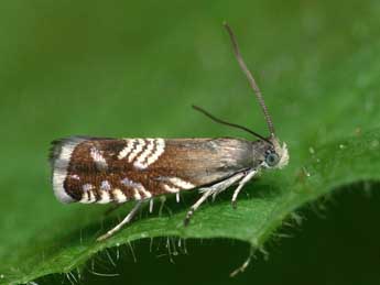 Grapholita compositella F. adulte - ©Patrick Clement