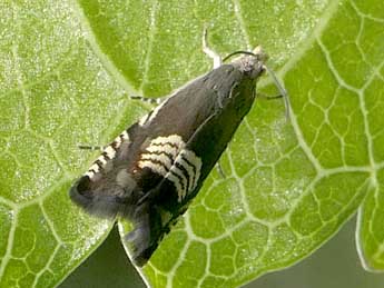 Grapholita compositella F. adulte - ©Jean-Pierre Lamoline