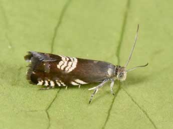 Grapholita compositella F. adulte - Philippe Mothiron