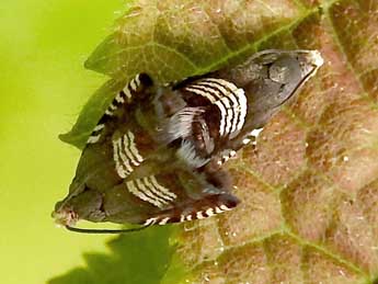 Grapholita compositella F. adulte - ©Jean-Pierre Lamoline