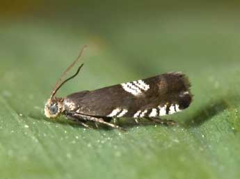 Grapholita compositella F. adulte - Philippe Mothiron