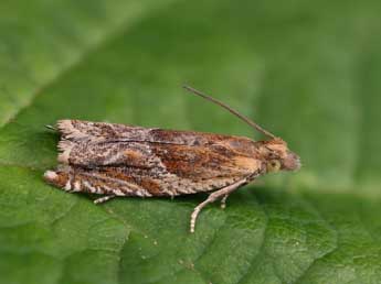 Ancylis comptana Frl. adulte - ©Lionel Taurand