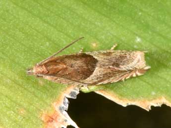 Ancylis comptana Frl. adulte - Philippe Mothiron