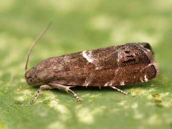 Cydia coniferana Saxesen in Ratz. adulte - ©Lionel Taurand