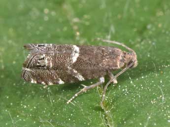 Cydia coniferana Saxesen in Ratz. adulte - ©Philippe Mothiron