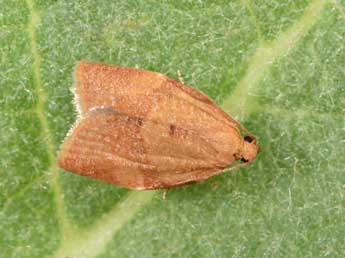 Clepsis consimilana Hb. adulte - ©Philippe Mothiron