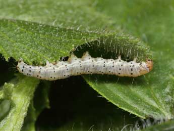  Chenille de Cnephasia conspersana Doug. - Patrick Clement