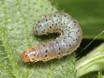  Chenille de Cnephasia conspersana Doug. - ©Patrick Clement