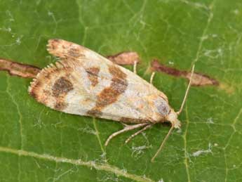 Phalonidia contractana Z. adulte - Philippe Mothiron