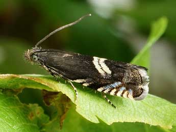 Grapholita coronillana Z. adulte - Friedmar Graf