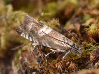 Grapholita coronillana Z. adulte - ©Philippe Mothiron