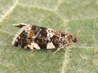 Aterpia corticana D. & S. adulte - Philippe Mothiron