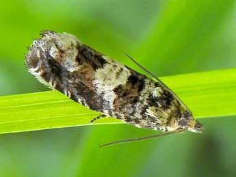 Epiblema costipunctana Hw. adulte - Jean-Pierre Lamoline