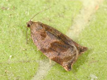 Archips crataegana Hb. adulte - Philippe Mothiron