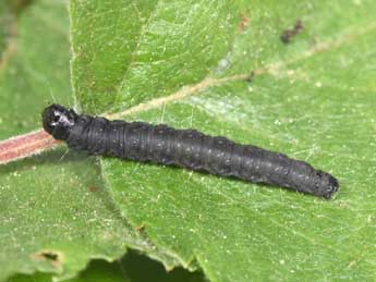  Chenille de Archips crataegana Hb. - ©Philippe Mothiron