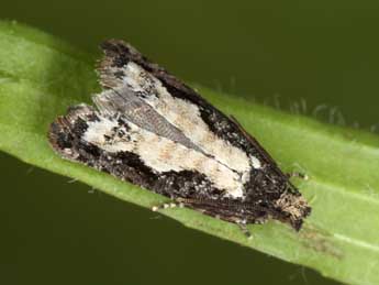 Epinotia crenana Hb. adulte - Jrg Schmid