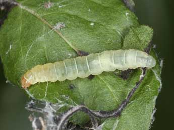  Chenille de Epinotia crenana Hb. - ©Jrg Schmid