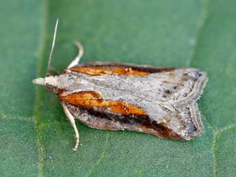 Acleris cristana D. & S. adulte - ©Lionel Taurand