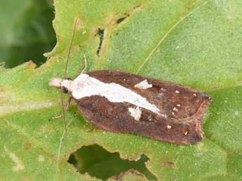 Acleris cristana D. & S. adulte - ©Philippe Mothiron