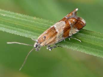 Epinotia cruciana L. adulte - Jean-Pierre Lamoline