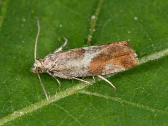 Epinotia cruciana L. adulte - ©Philippe Mothiron